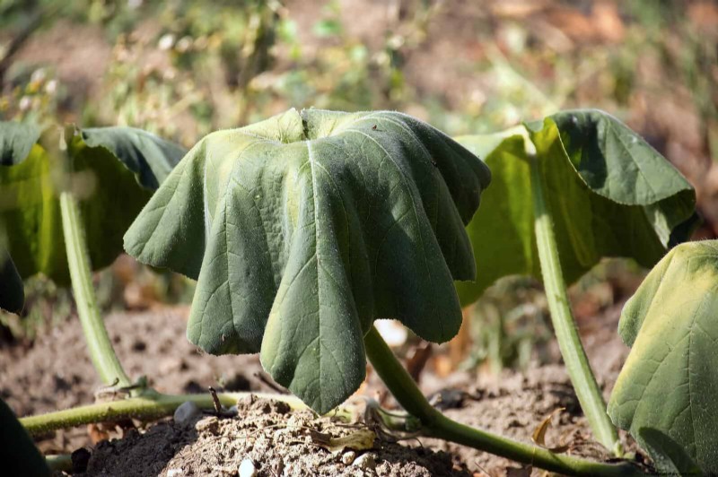 Plant Heat Stress: Recognizing & Responding to Heatwave Damage
