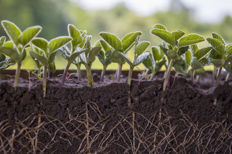Plant Heat Stress: Recognizing & Responding to Heatwave Damage