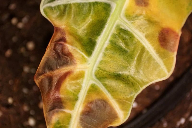 Plant Heat Stress: Recognizing & Responding to Heatwave Damage