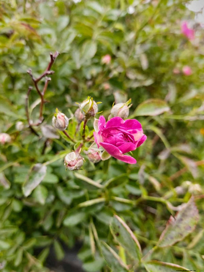 Plant Heat Stress: Recognizing & Responding to Heatwave Damage