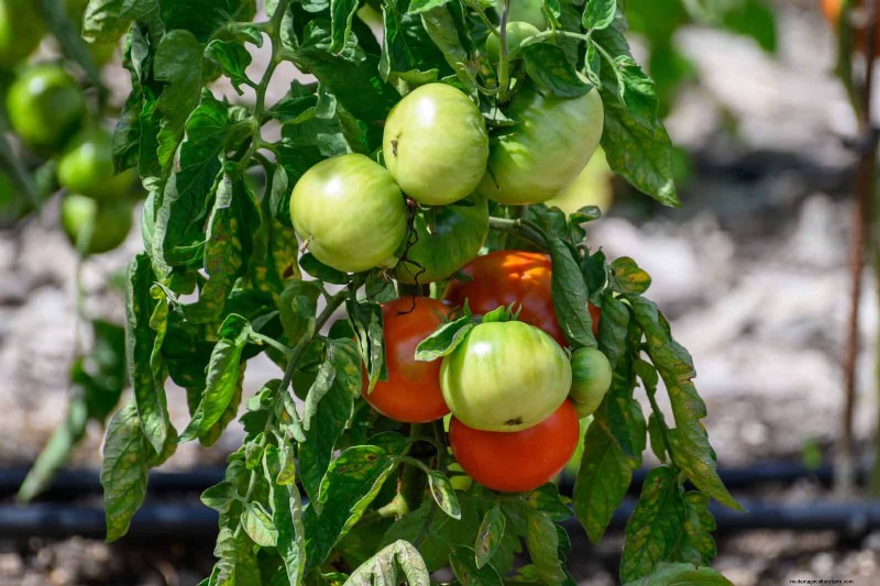 Plant Heat Stress: Recognizing & Responding to Heatwave Damage