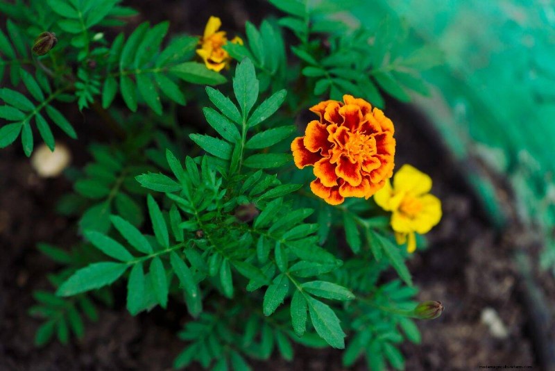 Plant Heat Stress: Recognizing & Responding to Heatwave Damage