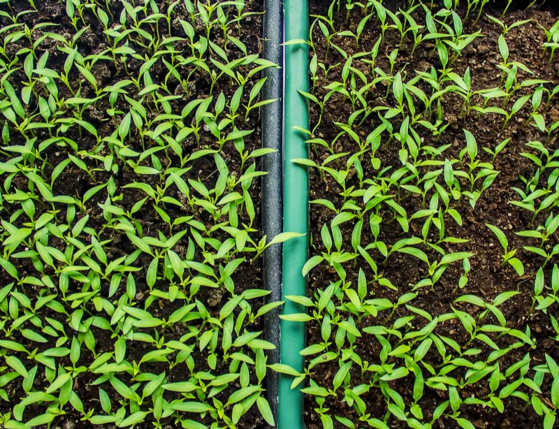 Plant Heat Stress: Recognizing & Responding to Heatwave Damage