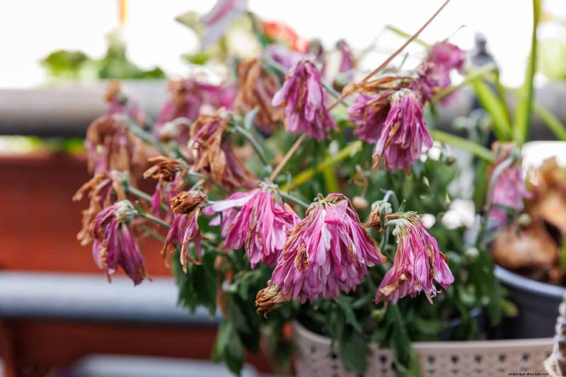 Plant Heat Stress: Recognizing & Responding to Heatwave Damage