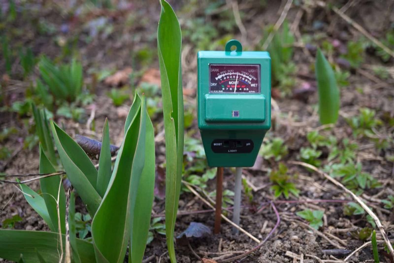 Plant Heat Stress: Recognizing & Responding to Heatwave Damage
