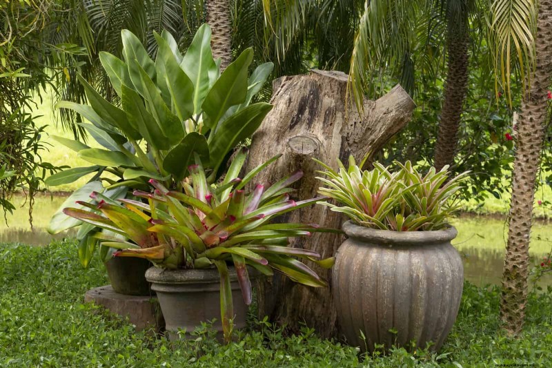 Plant Heat Stress: Recognizing & Responding to Heatwave Damage