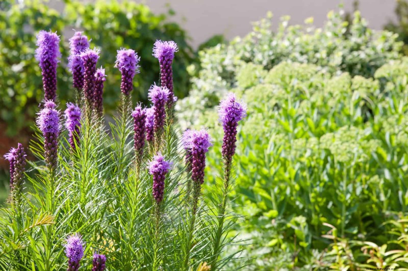Plant Heat Stress: Recognizing & Responding to Heatwave Damage
