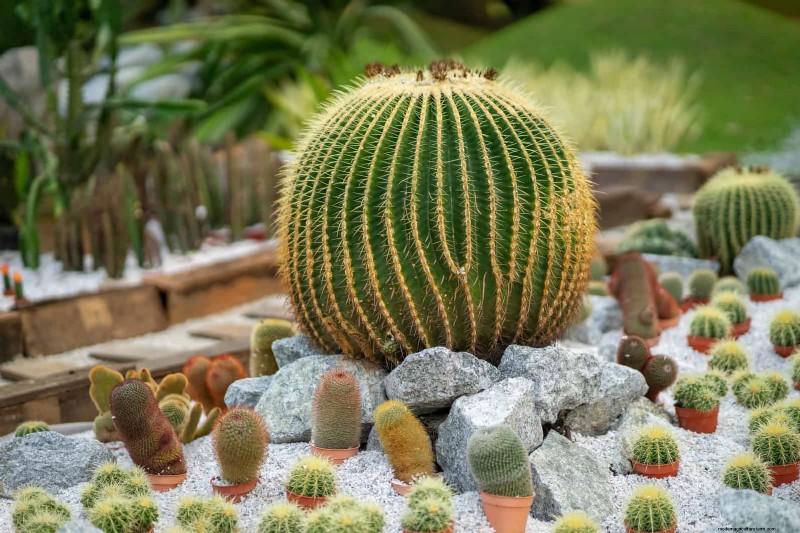 Plant Heat Stress: Recognizing & Responding to Heatwave Damage