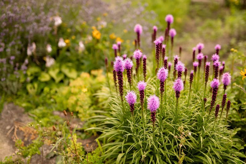 Plant Heat Stress: Recognizing & Responding to Heatwave Damage