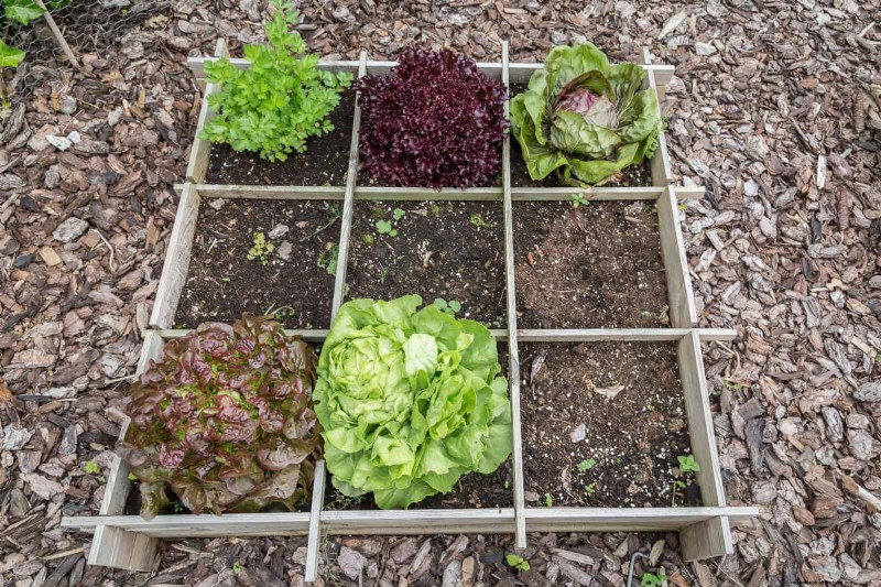 No-Dig Gardening: 15 Ideas for Healthy, Undisturbed Soil