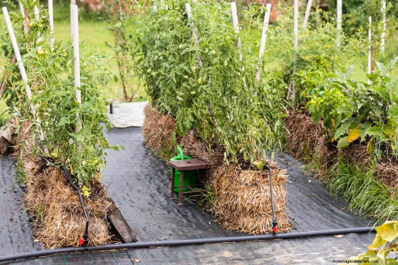 No-Dig Gardening: 15 Ideas for Healthy, Undisturbed Soil