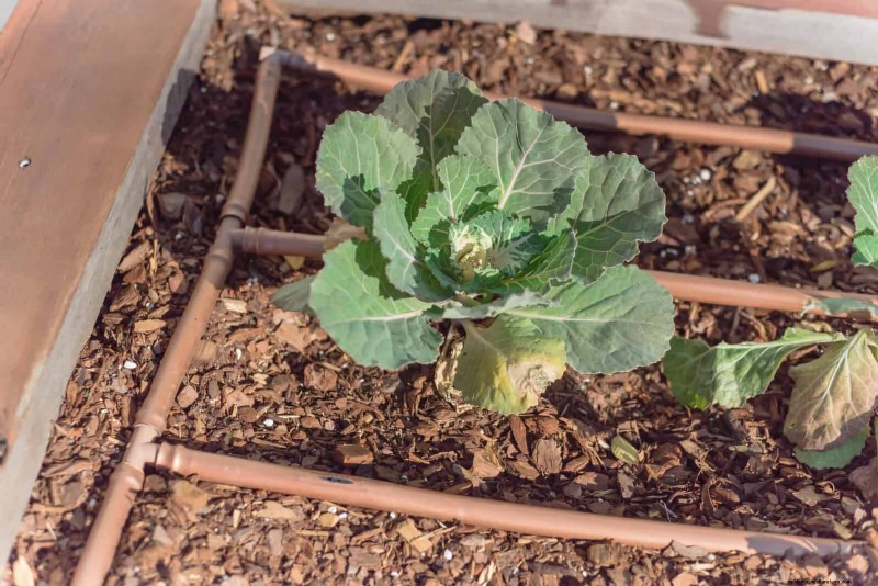 No-Dig Gardening: 15 Ideas for Healthy, Undisturbed Soil