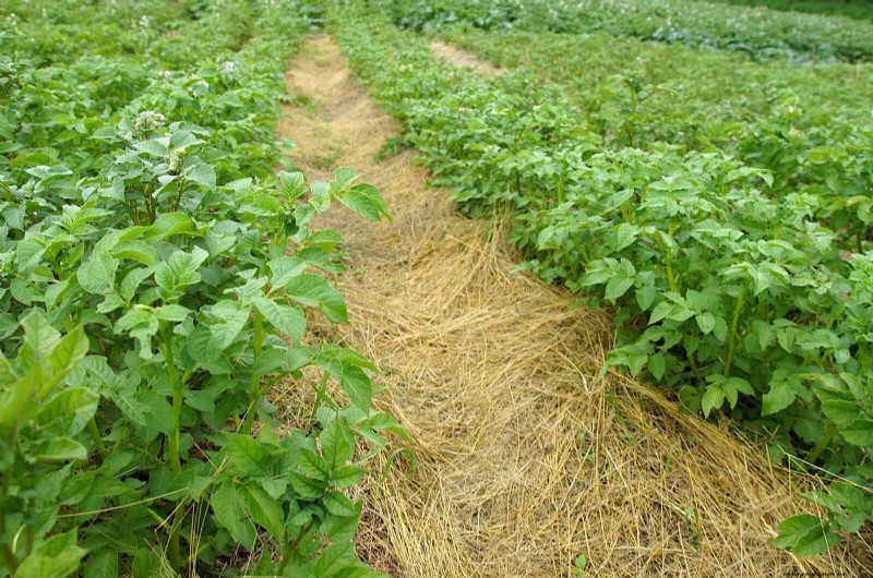No-Dig Gardening: 15 Ideas for Healthy, Undisturbed Soil