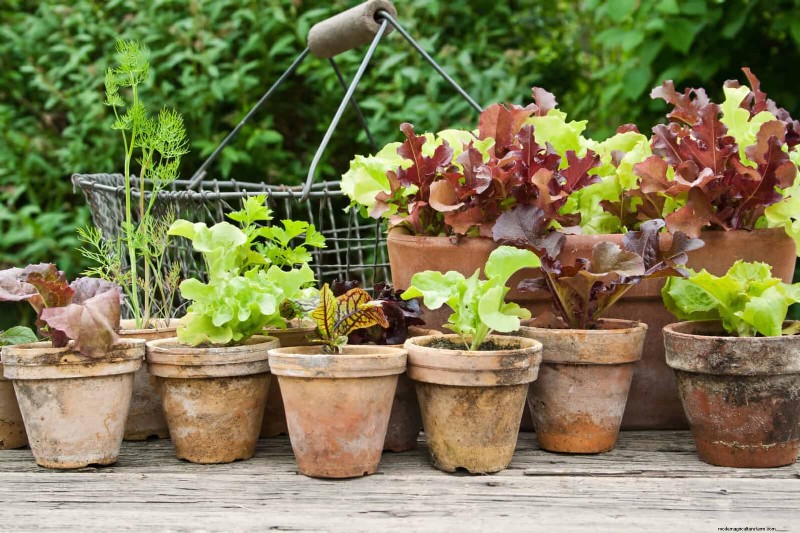 No-Dig Gardening: 15 Ideas for Healthy, Undisturbed Soil