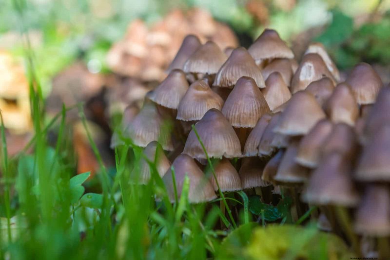 No-Dig Gardening: 15 Ideas for Healthy, Undisturbed Soil