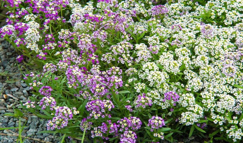 No-Dig Gardening: 15 Ideas for Healthy, Undisturbed Soil