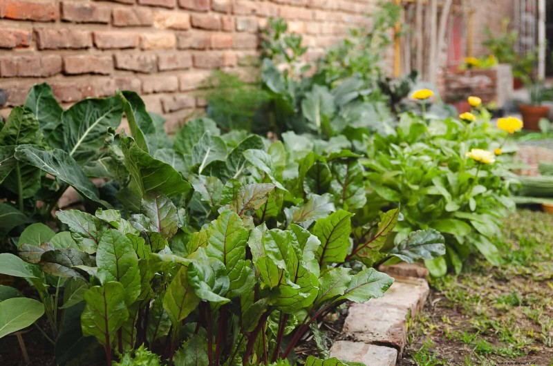 HOA Garden Rules: 15 Features That Often Violate Regulations