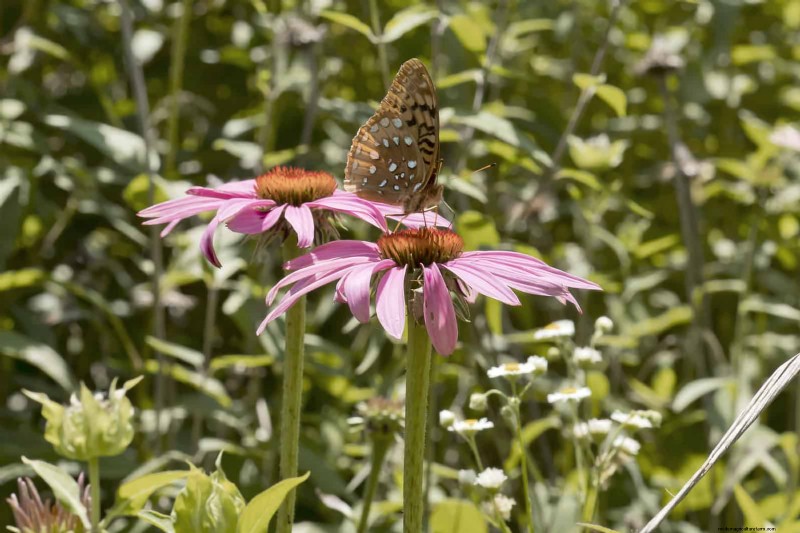 HOA Garden Rules: 15 Features That Often Violate Regulations