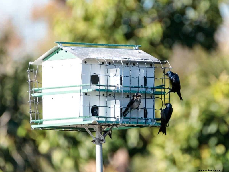 Mosquito-Eating Garden Animals: Natural Pest Control
