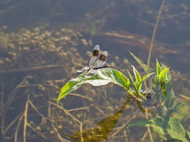 Mosquito-Eating Garden Animals: Natural Pest Control