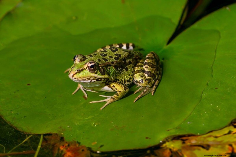 Mosquito-Eating Garden Animals: Natural Pest Control