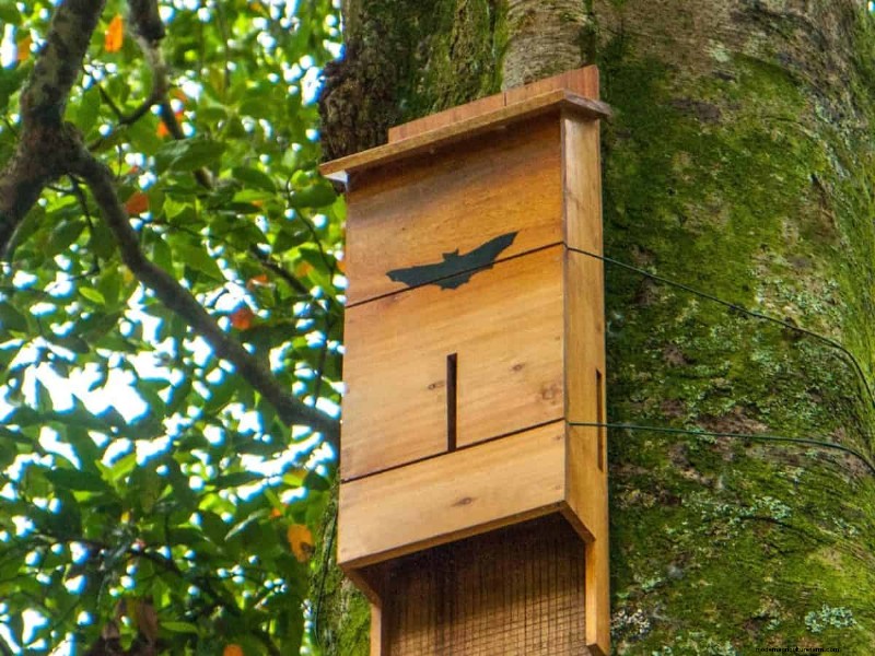 Mosquito-Eating Garden Animals: Natural Pest Control