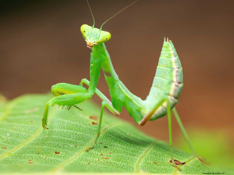 Mosquito-Eating Garden Animals: Natural Pest Control