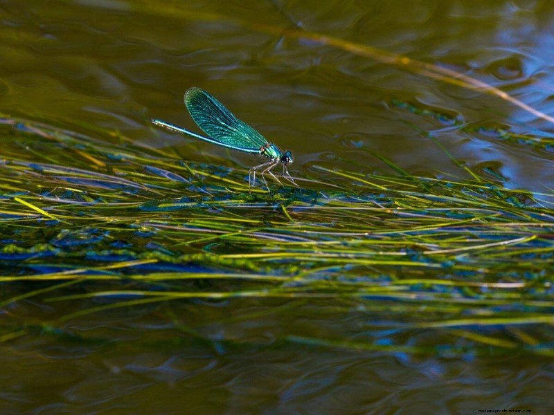 Mosquito-Eating Garden Animals: Natural Pest Control