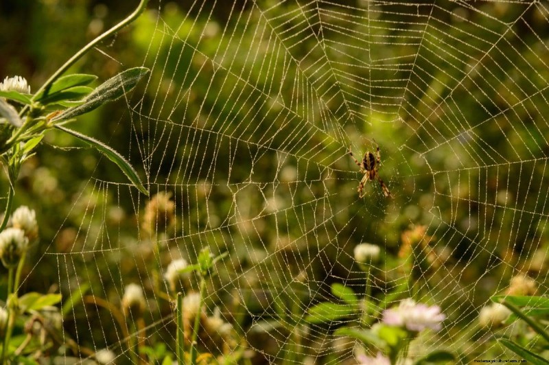 Mosquito-Eating Garden Animals: Natural Pest Control