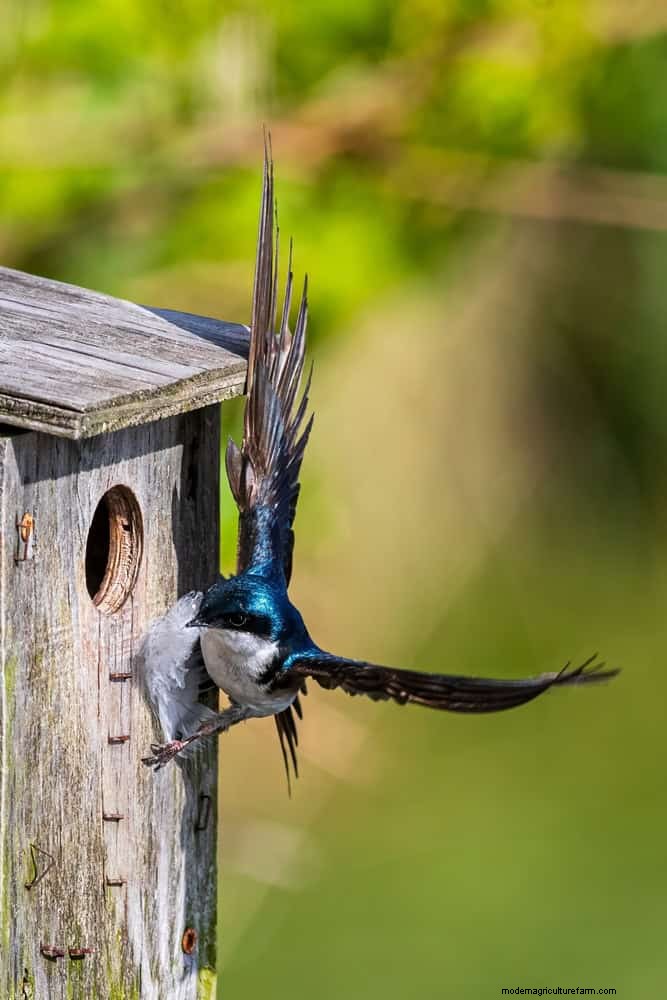 Mosquito-Eating Garden Animals: Natural Pest Control
