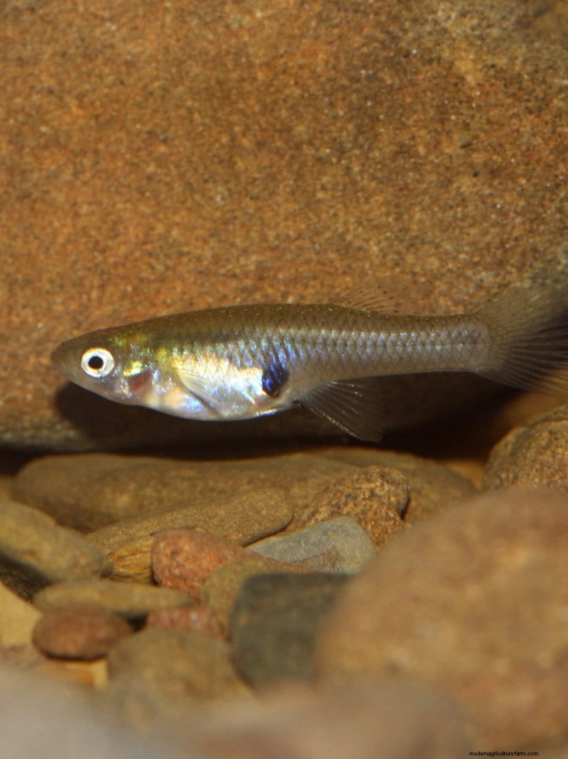 Mosquito-Eating Garden Animals: Natural Pest Control