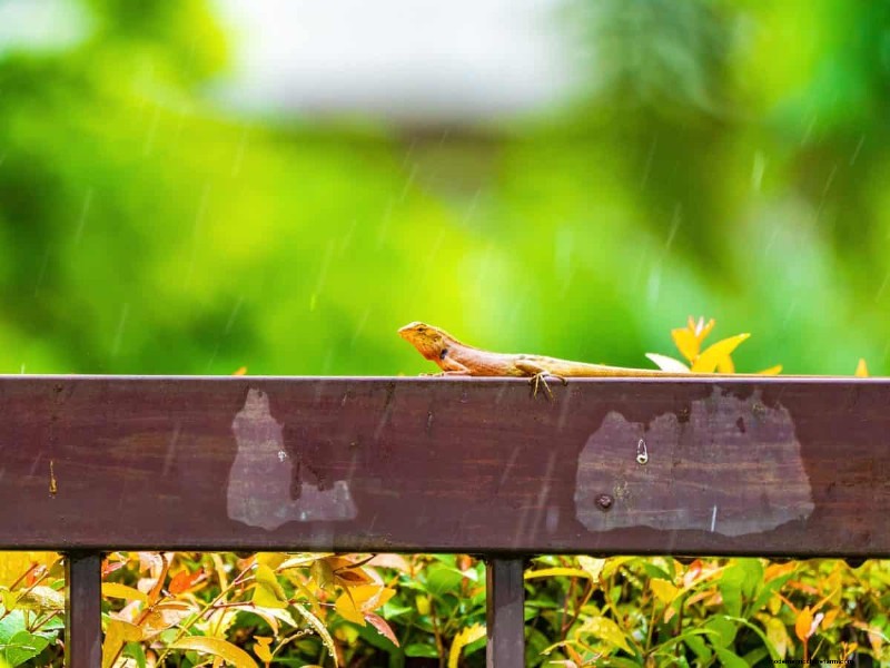 Mosquito-Eating Garden Animals: Natural Pest Control