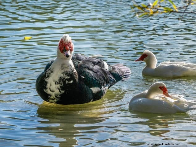 Mosquito-Eating Garden Animals: Natural Pest Control
