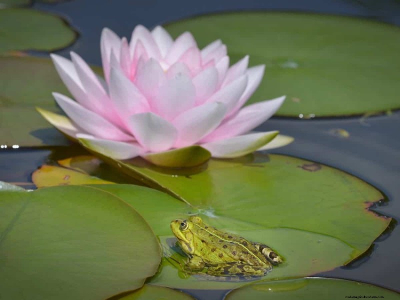 Mosquito-Eating Garden Animals: Natural Pest Control
