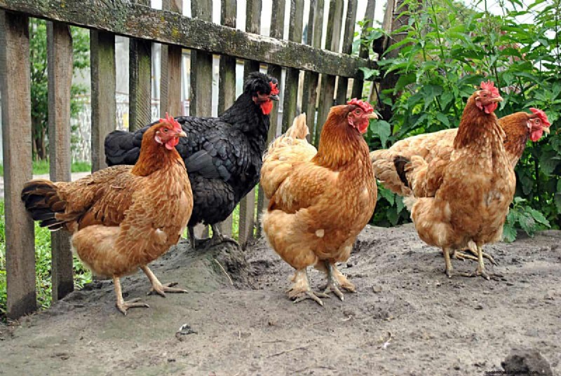 Mosquito-Eating Garden Animals: Natural Pest Control