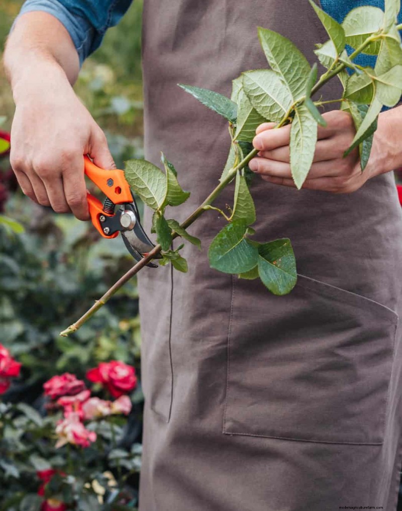 11 Affordable Used Garden Tools: Save Money & Grow a Beautiful Garden