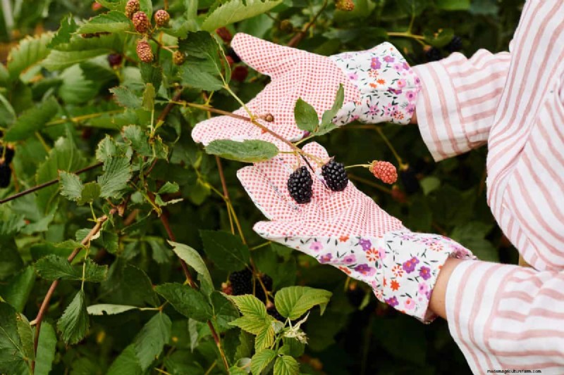 11 Affordable Used Garden Tools: Save Money & Grow a Beautiful Garden