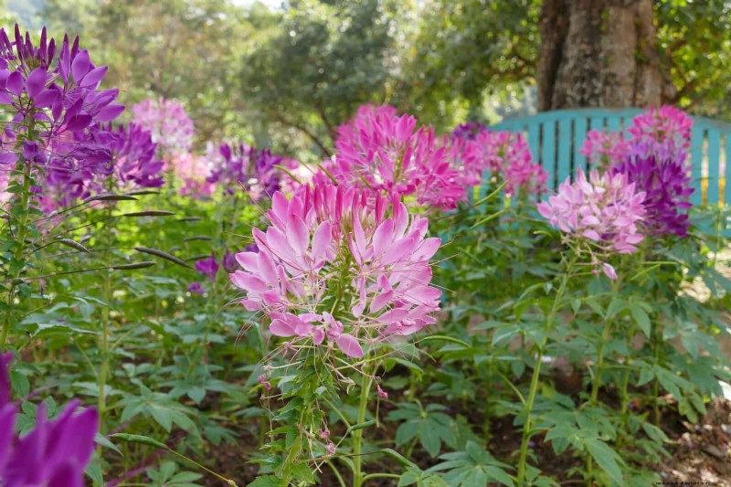 25 Best Last-Minute Annuals for a Colorful Late-Season Garden Refresh