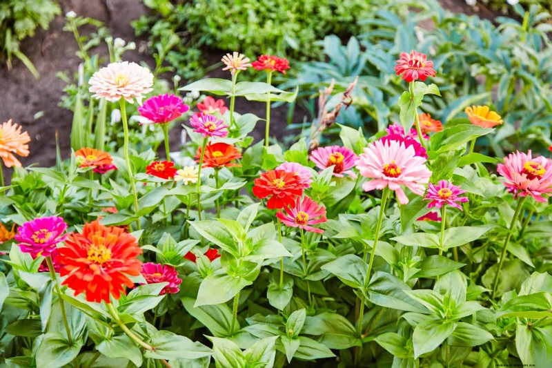 25 Best Last-Minute Annuals for a Colorful Late-Season Garden Refresh