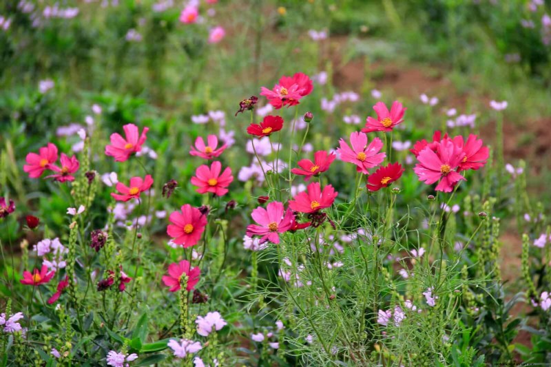 25 Best Last-Minute Annuals for a Colorful Late-Season Garden Refresh