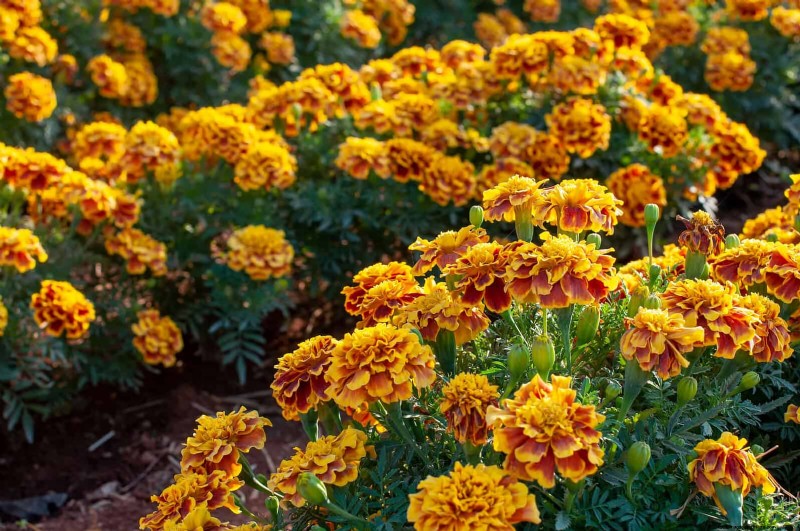 25 Best Last-Minute Annuals for a Colorful Late-Season Garden Refresh
