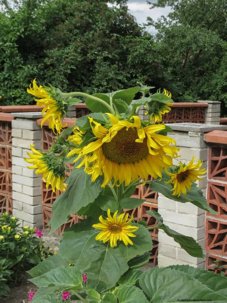 25 Best Last-Minute Annuals for a Colorful Late-Season Garden Refresh