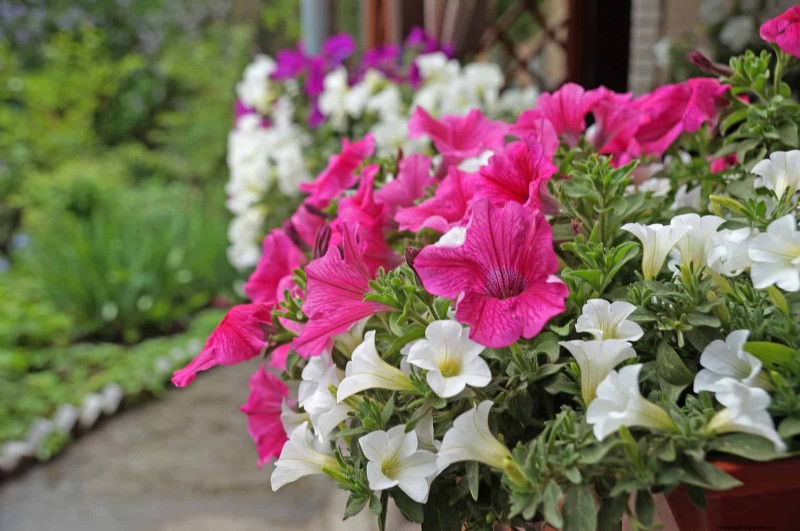 25 Best Last-Minute Annuals for a Colorful Late-Season Garden Refresh