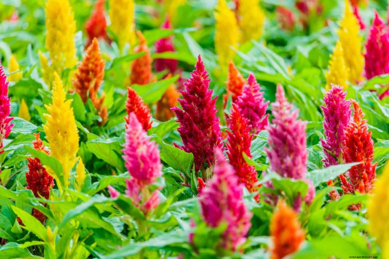 25 Best Last-Minute Annuals for a Colorful Late-Season Garden Refresh