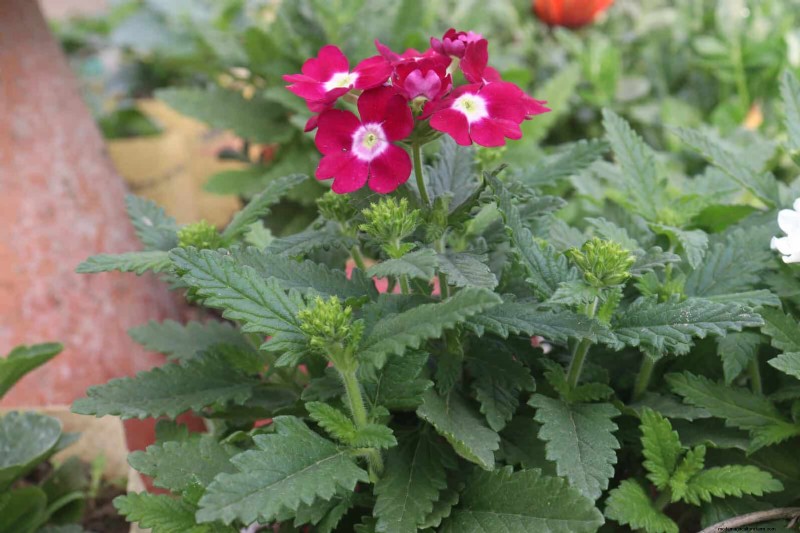 25 Best Last-Minute Annuals for a Colorful Late-Season Garden Refresh
