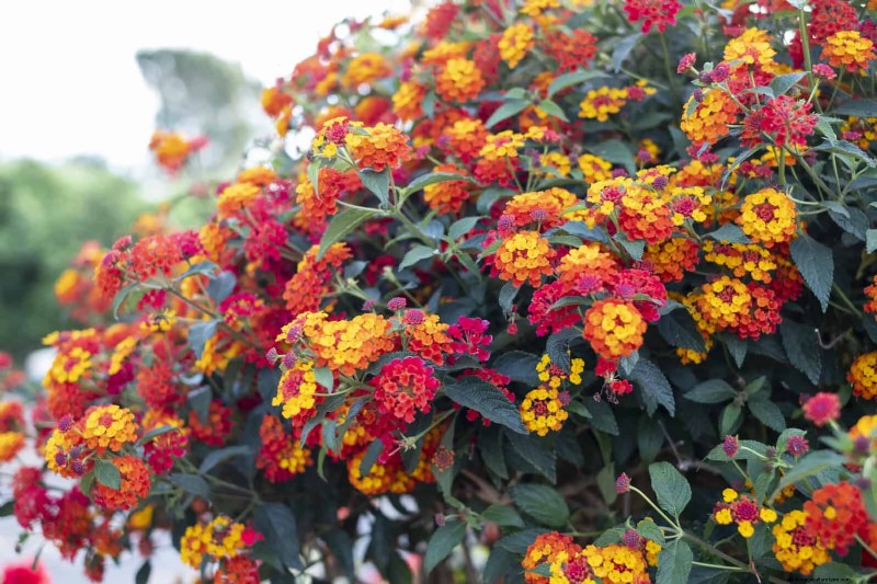 25 Best Last-Minute Annuals for a Colorful Late-Season Garden Refresh