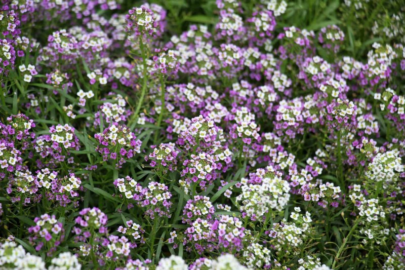 25 Best Last-Minute Annuals for a Colorful Late-Season Garden Refresh