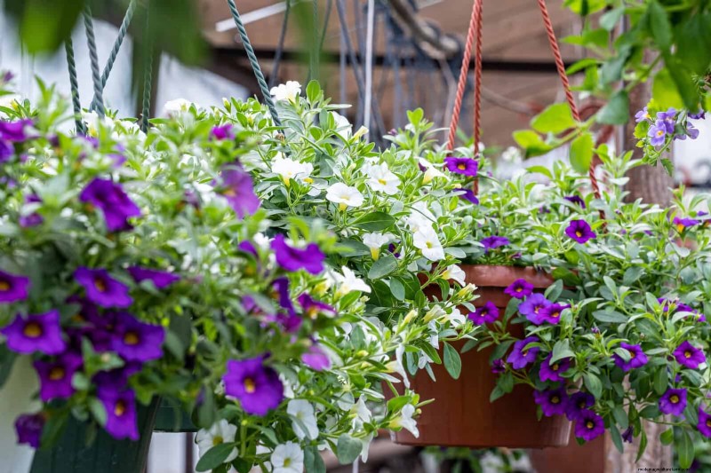 25 Best Last-Minute Annuals for a Colorful Late-Season Garden Refresh