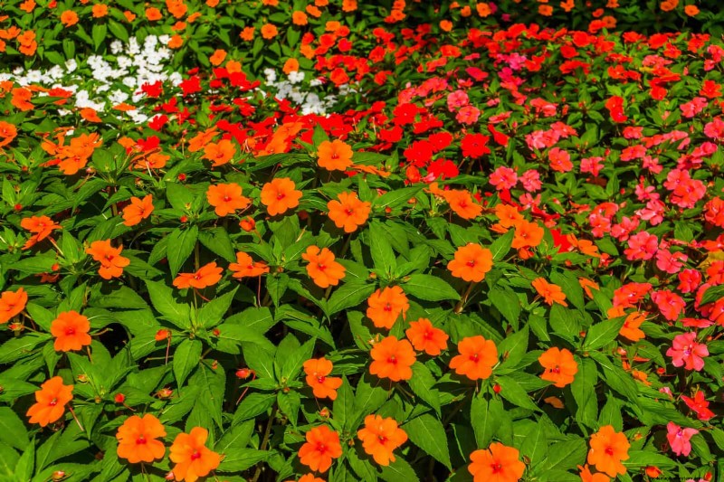 25 Best Last-Minute Annuals for a Colorful Late-Season Garden Refresh