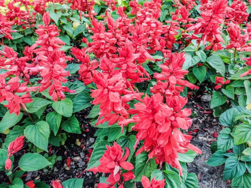 25 Best Last-Minute Annuals for a Colorful Late-Season Garden Refresh
